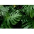 Fototapeta Monstera - Duże Zielone Liście Tropikalne - RAD9112018